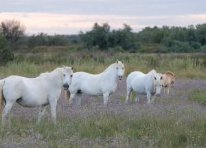 camargue-5 camargue-5